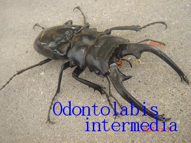 インターメディアツヤクワガタ♂９１ミリ