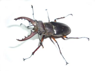 ミヤマ♂小２ 15.JPG