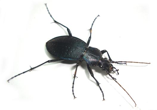 オオオサムシ♀１ 15.JPG