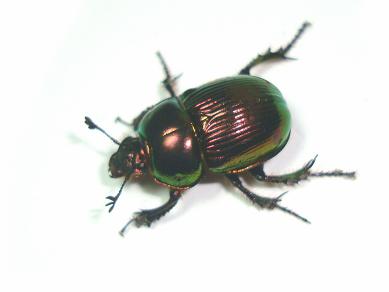 オオセンチコガネ１ 15.JPG