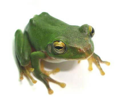 シュレーゲルアオガエル３ 30.JPG