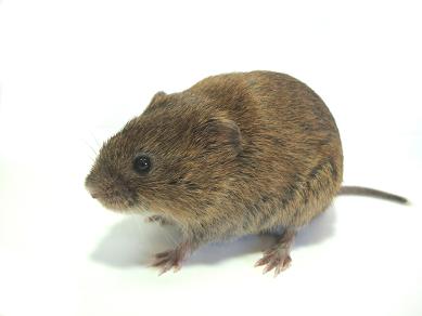 ハタネズミ１ 15.JPG