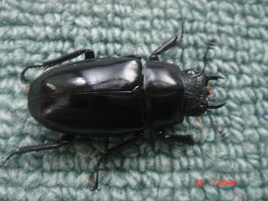 ギラファノコギリ♀２