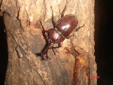 樹液に集まるカブトムシ 僕のなにかの日記 楽天ブログ