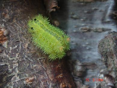 アオイラガ＜幼虫＞