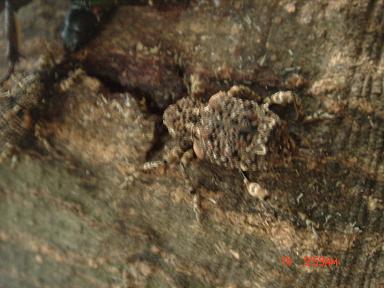 マダラアシゾウムシ