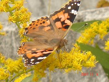 画像4 20891073601.JPG