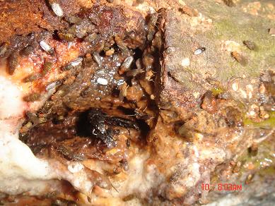 ヨツボシオオキスイ