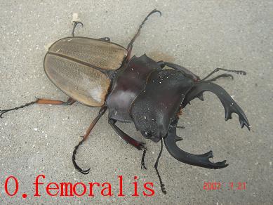 O.femoralis
