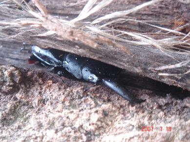 樹液に集まるクワガタムシ 僕のなにかの日記 楽天ブログ