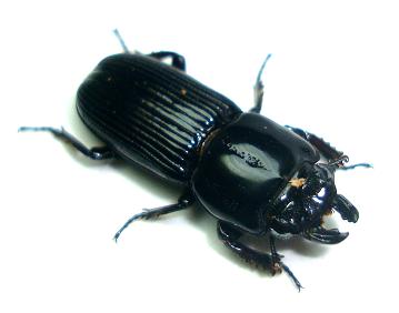 チビクワガタ２ 20.JPG