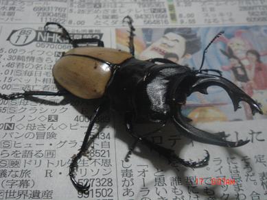モウホツヤクワガタ♂２