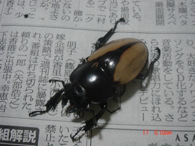 モウホツヤクワガタ♀２