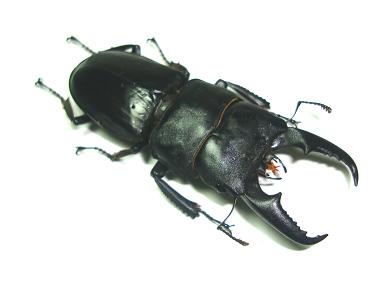 ヒラタクワガタ♂１ 15.JPG