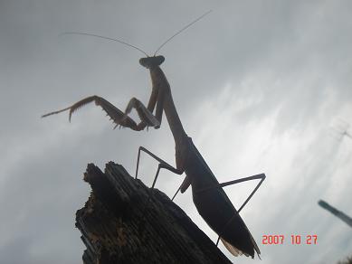 画像4 208910081.JPG