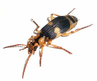 ミイデラゴミムシ３ 15.JPG