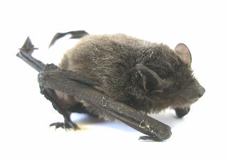 アブラコウモリ 15.JPG