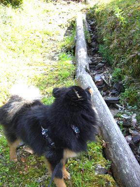 山１９（上をみて）