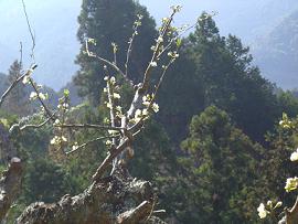 山２２（ここにも花が）