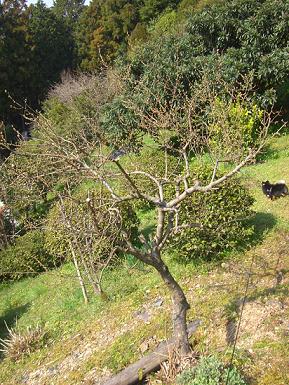 山１３（早速）