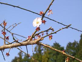 山１５（でも）