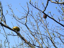 山１７（これ）