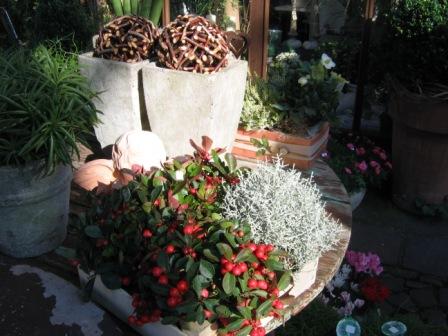 お花屋さん秋の寄せ植え