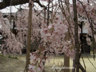 麻績桜