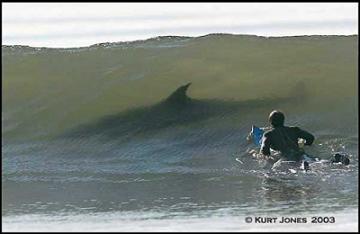 shark and surfer.jpg