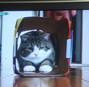 猫は箱が大好きなので・・