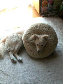 ライオン風◆チャチャ