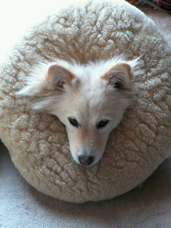 ライオン風◆チャチャ