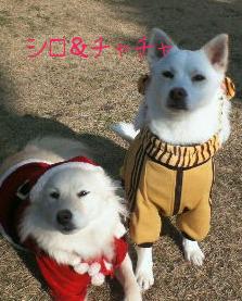 シロとチャチャ