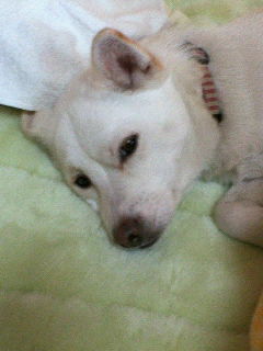 ぶちゃいく★シロ