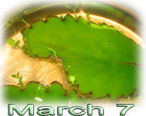 March 7.jpg