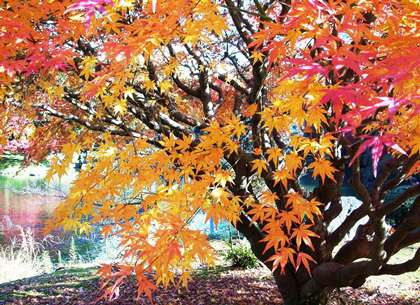 101129korakuen (18) - コピー.JPG