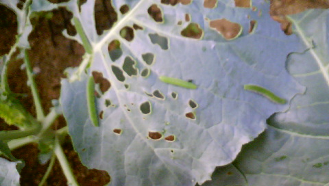 DSC00132.JPG