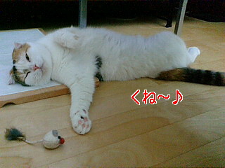 猫 354.jpg