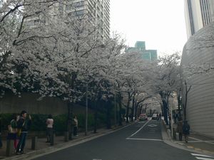 桜坂.jpg