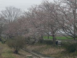 家の前の桜並木.jpg