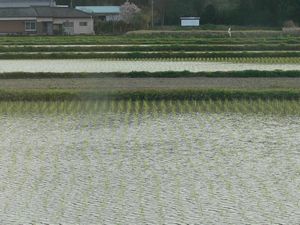 田植え終わってる＠＠.jpg