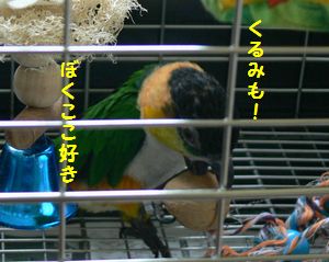 くるみ.jpg
