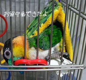 お留守番できたの