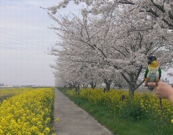 桜と菜の花.jpg