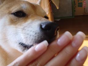 こあんとスカルプ２