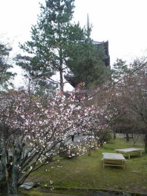 仁和寺の塔と桜