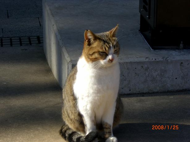 江ノ島の猫