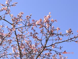 桜（湘南平）