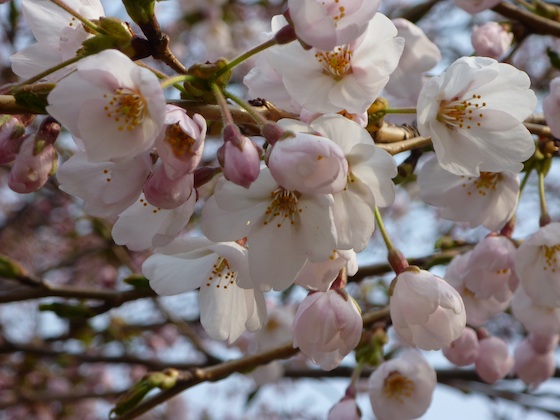 0427八戸の桜
