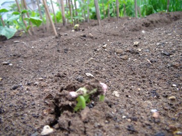 2011/06/11弦なしインゲン豆-2